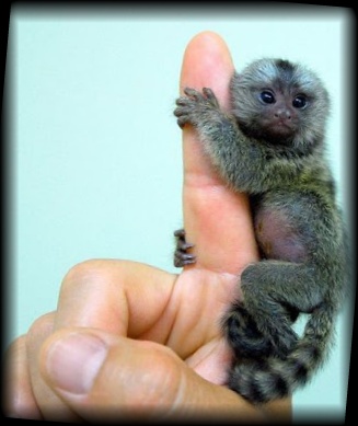 ペットにしたい小さな猿の不思議生物 ピグミーマーモセット 画像 動画あり 不思議生物探検隊